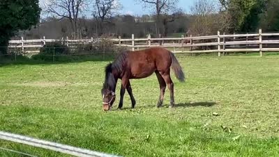 PRINCESSE SHAMROCK