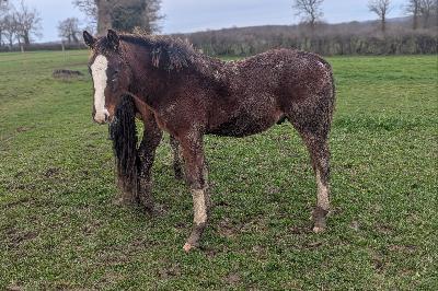 PEGASE DU BEAUCHATEL