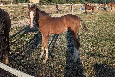 PEGASE DU BEAUCHATEL