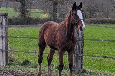 PEGASE DU BEAUCHATEL