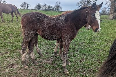 PEGASE DU BEAUCHATEL
