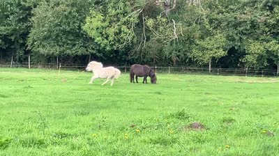 PRIMROZ DU HAUT HAMEL