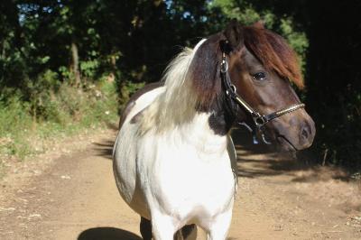 PIMPRENELLA D HELNA