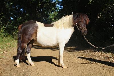 PIMPRENELLA D HELNA