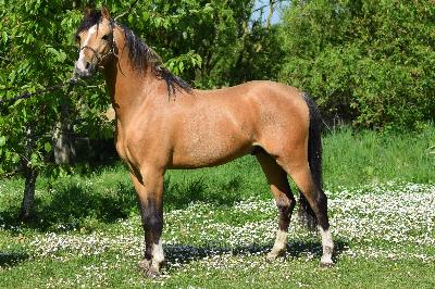 RUBIS PRETTY TIED UP