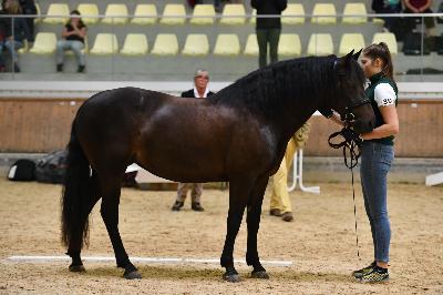 Sa mère, Championne suprême au national autrichien
