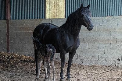 PIPA à la naissance