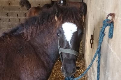 PANDORE DES ZERAILLES