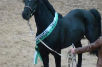 PANDORE DES ZERAILLES