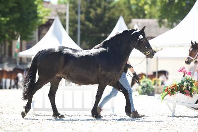 Sa mère au concours modèle et allures de VICHY