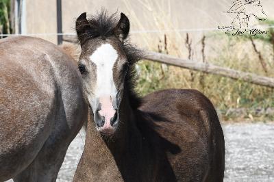 POP OFF DU LOU BLANC