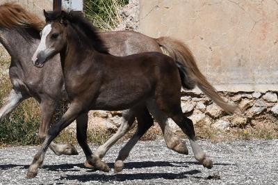 POP OFF DU LOU BLANC