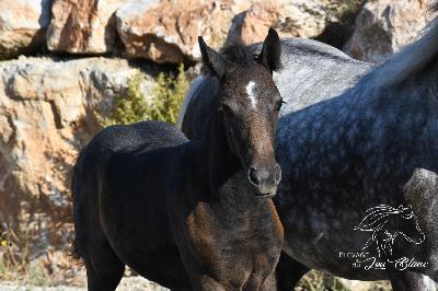PORSCHE DU LOU BLANC