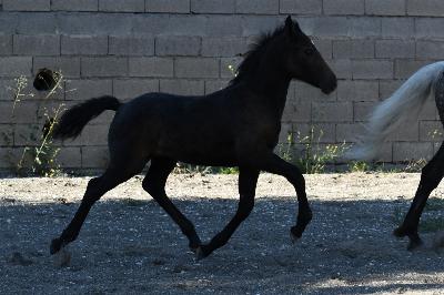 PORSCHE DU LOU BLANC
