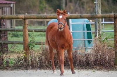 P'OPPINSMARY DUMENAGE