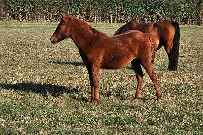 P'OPPINSMARY DUMENAGE