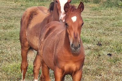 P'OPPINSMARY DUMENAGE