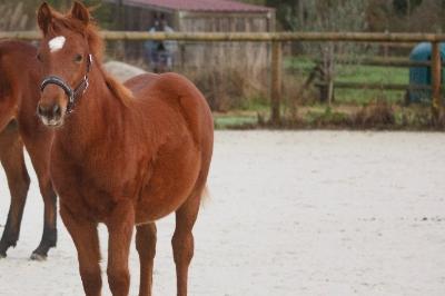 P'OPPINSMARY DUMENAGE