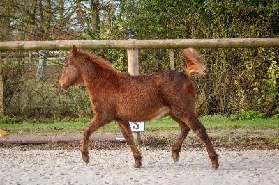 P'EPITE DOR DU MENAGE