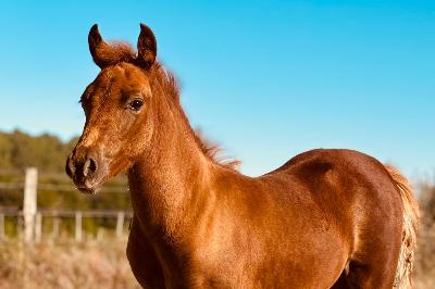 P'EPITE DOR DU MENAGE