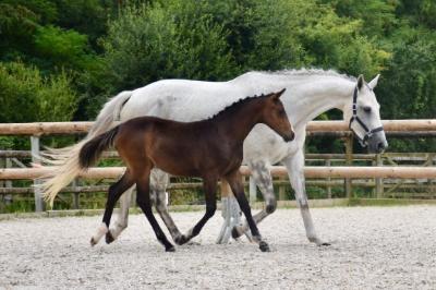POURKOI PA DU MINERET