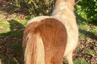 PILIPILI VAL DE GORCE