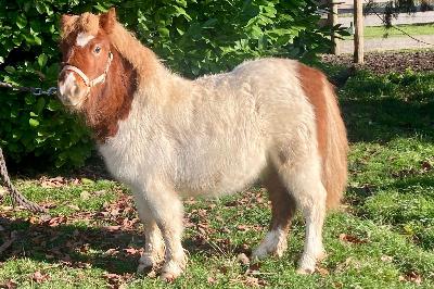 PILIPILI VAL DE GORCE