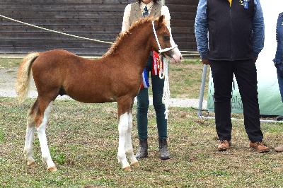 PRINCE HARRY DE MAIKA