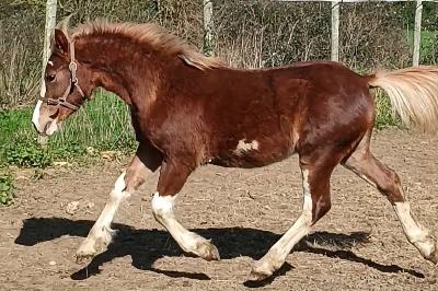 PRINCE HARRY DE MAIKA