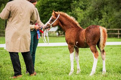 PRINCE HARRY DE MAIKA