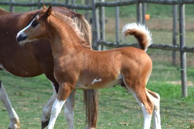PRINCE HARRY DE MAIKA