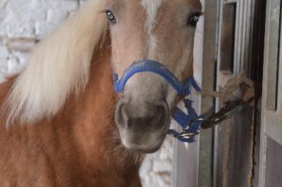 PRETTY BEAUTY DE FAYT