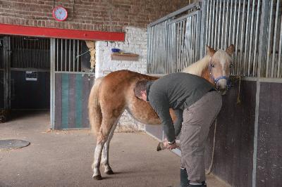 PRETTY BEAUTY DE FAYT