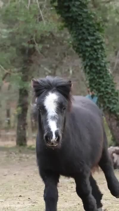 PINKY WAY DE CHARDON