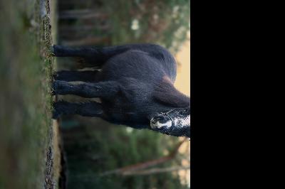 PINKY WAY DE CHARDON