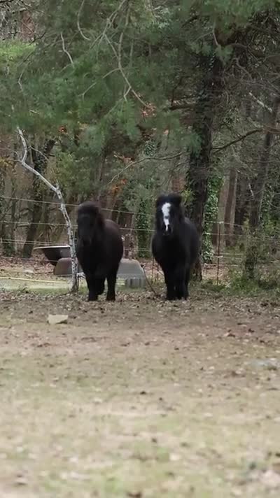 PRACOUTEL DE CHARDON