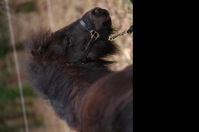 PRACOUTEL DE CHARDON