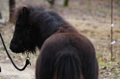 PRACOUTEL DE CHARDON