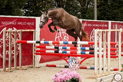 Propre soeur championne 2025 femelles AA 2 and