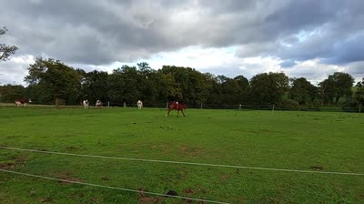 PEPPERMINT DEVALIERES