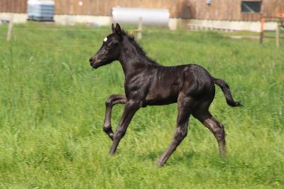 POLO BEACH D&#039;ASH