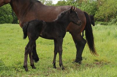 POLO BEACH D&#039;ASH