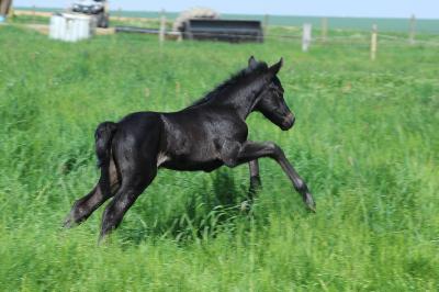 POLO BEACH D&#039;ASH