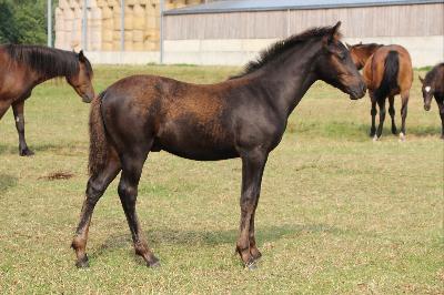 POLO BEACH D&#039;ASH