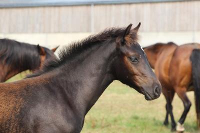 POLO BEACH D&#039;ASH