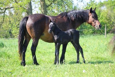 POLO BEACH D&#039;ASH