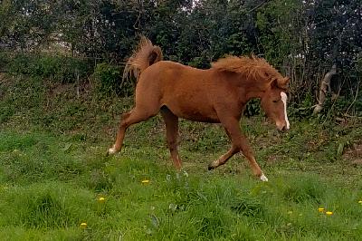 PEPITE DE LA TOUR