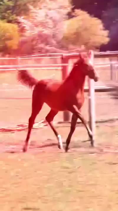 PEPSY L&#039;AMAURIAL