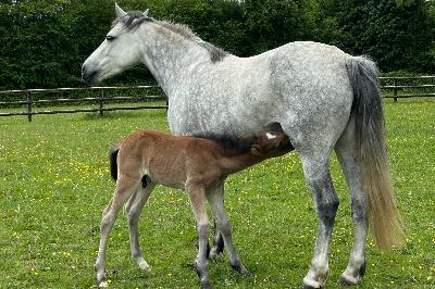 PREMIER MAI DU CANTAL