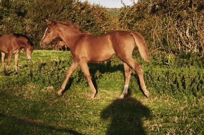 PASSE PARTOUT CHOISIE